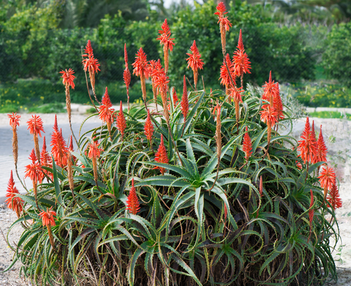 Come usare le foglie di aloes arborescens e quale migliore sito di vendita